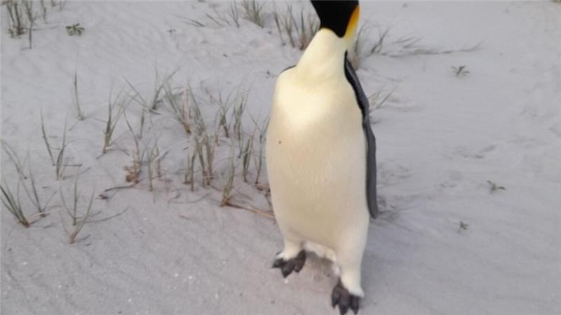In Australien gestrandeter Kaiserpinguin wieder in Freiheit Badegäste am Ocean Beach staunten nicht schlecht über den seltenen Gast (Handout).