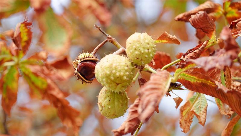 Baden-Württemberg im Herbst: Kastanien zwischen gelb-braunen Blättern am Baum