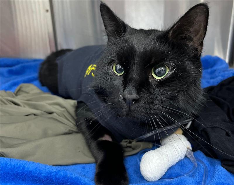Der Kater Bärchen sitzt in der Wohnung seiner Halter.
