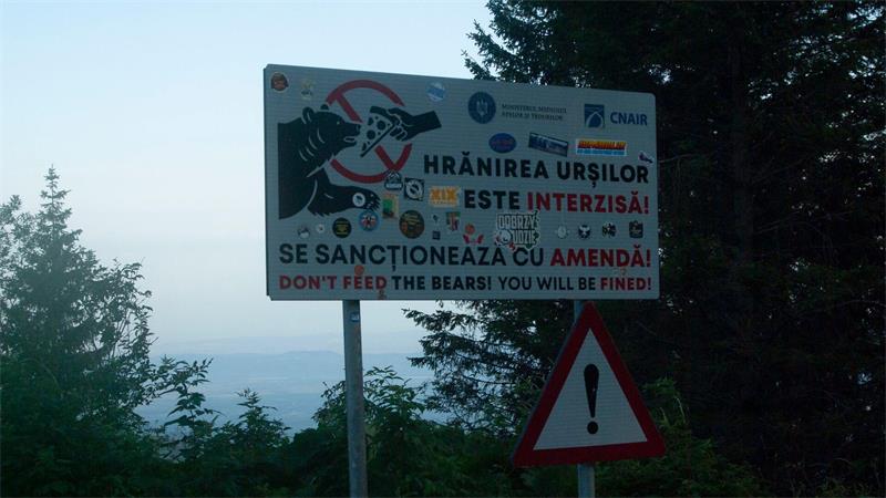 Bären füttern ist in Rumänien streng verboten, weil es die Tiere den Menschen gefährlich nahe bringt. (Archivbild)