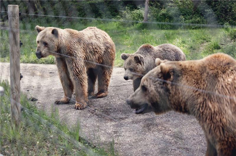 „Richtig Bär sein” - Gnadenhof gibt Bären ein zweites Leben Bären im eingezäunten Gnadenhof in Bad Füssing.