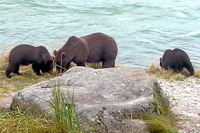 Bäriger Besuch: Eine Grizzly-Familie lässt sich ganz in Heiko Ratajs Nähe am Fluss nieder.  Foto: Privat