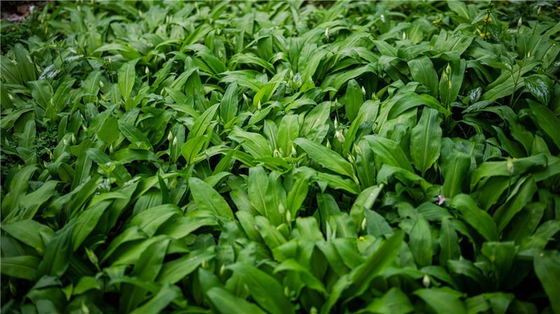 Bärlauch oder Maiglöckchen? Mehr Anrufe beim Giftnotruf Bärlauch ist leicht mit Maiglöckchen und Herbstzeitlosen zu verwechseln.