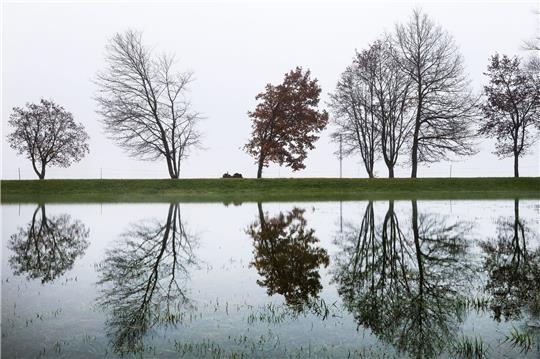 Bäume auf einem Damm spiegeln sich in einer Wiese im Hochwasser der Donau wieder.