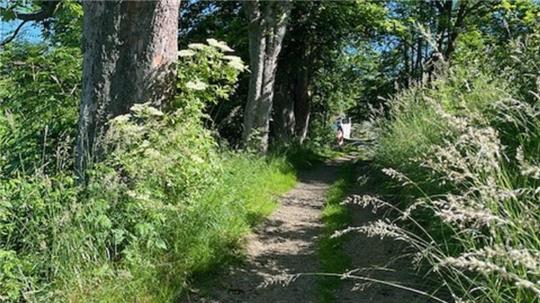 Bäume der Allee hinter der Brücke am Schwalbenherd sind laut den Grünen bei einem Arbeitseinsatz der Städtischen Betriebe beschädigt worden.