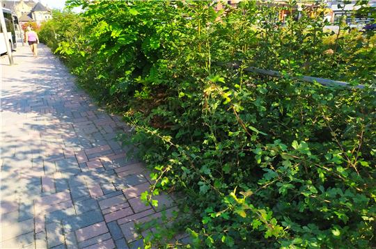 Bahn frei für Fußgänger: Das Grün wuchert aus Sicht der Linken an der Strecke zwischen Bahnhof und Hotel „Der Achtermann“ in diesem Jahr besonders mächtig.