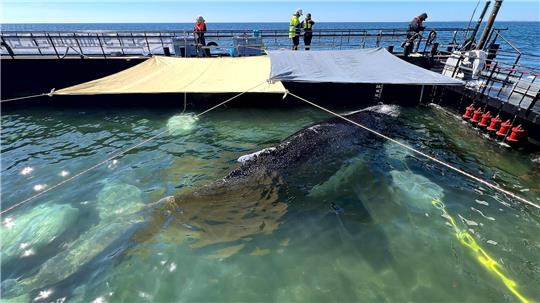 Bald soll der Buckelwal vom Kahn schwimmen. 