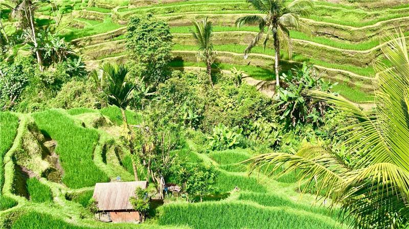 Bali ist bei Urlaubern aus aller Welt wegen seiner herrlichen Landschaften und idyllischen Reisterrassen beliebt. (Archivbild)