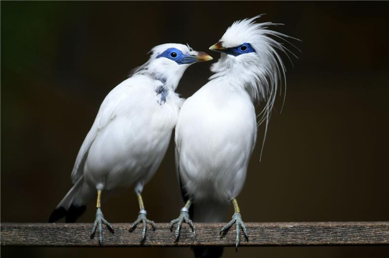 Seltener Vogel-Nachwuchs im Erfurter Zoo Balistare gelten als vom Aussterben bedroht.