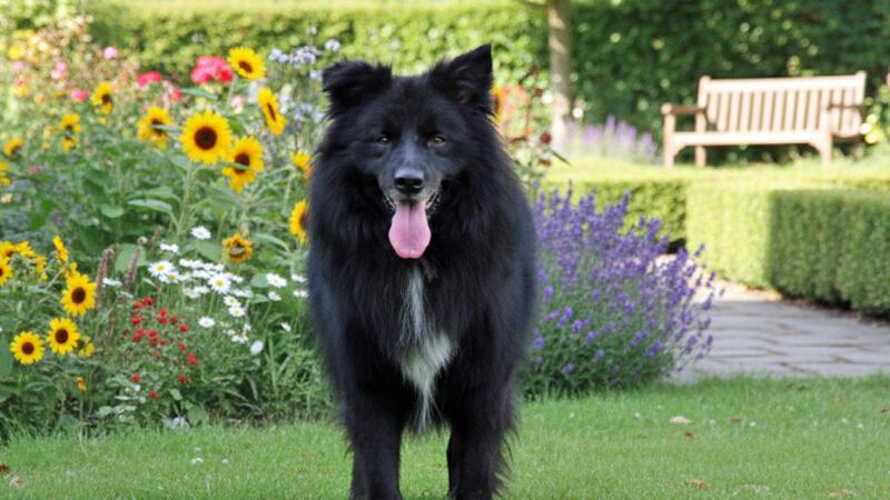 Der Schäferhund-Mix Balou ist zehn Jahre alt, verträgt sich gut mit Erwachsenen ohne Kinder.