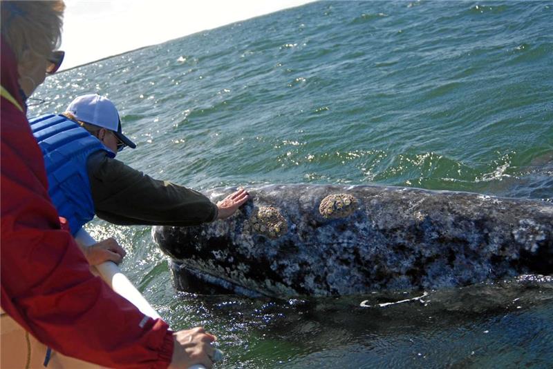 Barbara Focke will Waltouren vor Mexiko begleiten