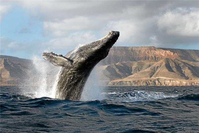 Barbara Focke will Waltouren vor Mexiko begleiten
