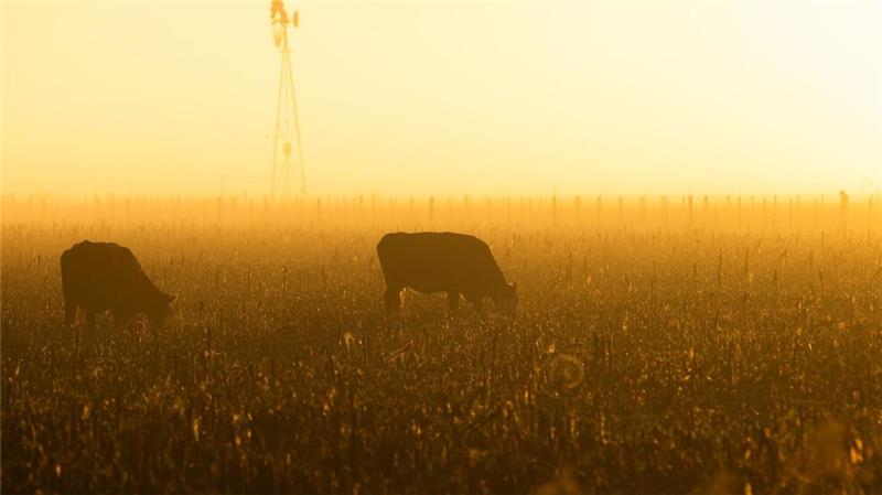 Freihandelsabkommen zwischen EU und Mercosur auf Zielgeraden Bauern in der EU befürchten, dass sie in einen neuen Preiskampf gezwungen werden. (Archivbild)
