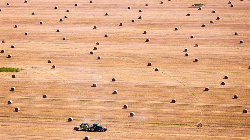 Bauern schließen Getreideernte in Mecklenburg-Vorpommern fast ab
