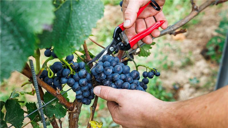 Bauernpräsident Joachim Rukwied sagt, der Weinbau sei in der größten Krise seit Jahrzehnten.(Archivbild)