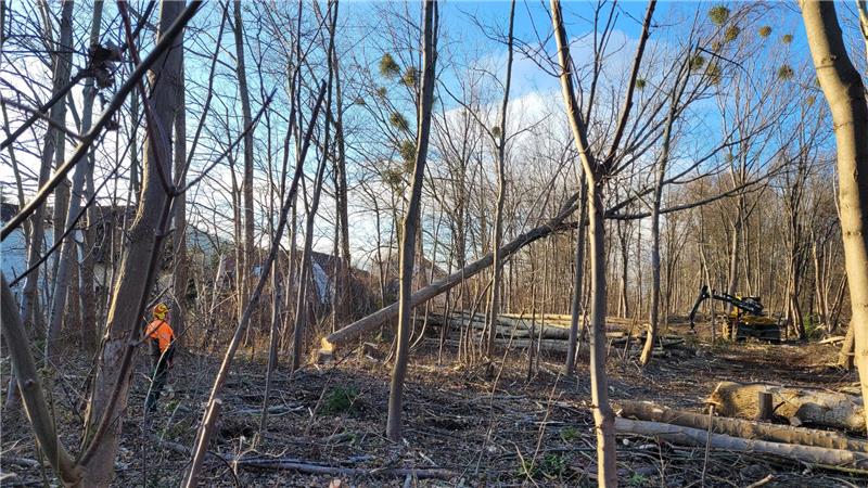 Baum fällt: In den Randbereichen der ehemaligen Deponie bei Göttingerode werden mehrere Hundert morsche Pappeln entfernt.