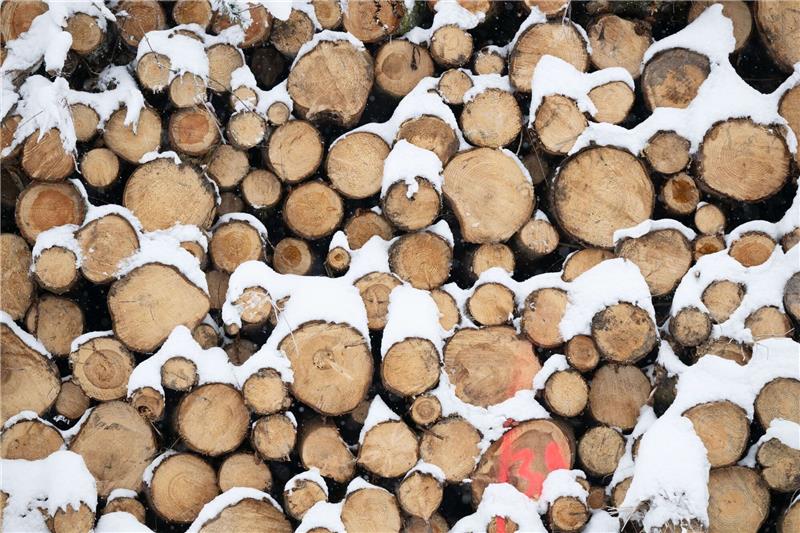 Zahl der Holzdiebstähle steigt in vielen Bundesländern Baumaterial, Ersatz für fossile Produkte und erneuerbare Energiequelle: Holz gewinnt als nachwachsender Rohstoff immer mehr an Bedeutung.