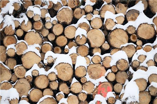 Baumaterial, Ersatz für fossile Produkte und erneuerbare Energiequelle: Holz gewinnt als nachwachsender Rohstoff immer mehr an Bedeutung.