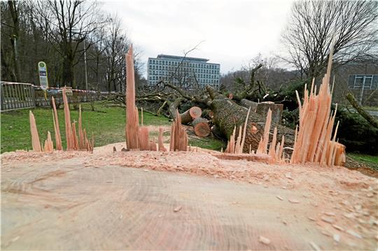 Baumfällungen am Rammelsberghaus sorgen für massive Kritik der Umweltverbände.  Foto: Epping