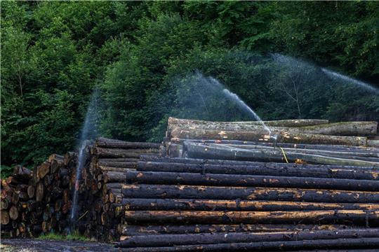 Baumstämmen in Baden-Württemberg werden bewässert, um die Ausbreitung des Borkenkäfers zu verhindern.
