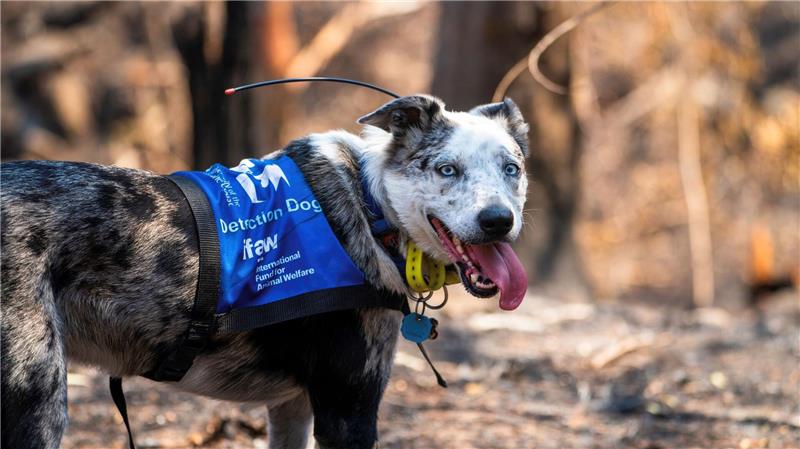 Bear wurde mit seiner feinen Nase im „Schwarzen Sommer“ weltberühmt. (Archivbild)