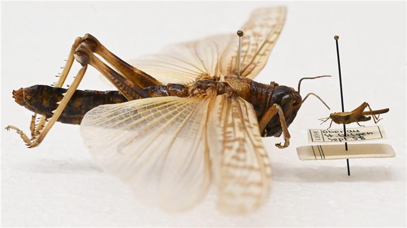 Beeindruckender Größenunterschied: Während die Dornschrecke (rechts) hierzulande häufig vorkommt, werden Wanderheuschrecken (links) eher in Terrarien gehalten.