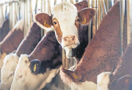 Beengtes Stehen in Ställen, dazu angebunden: Diese Haltungsform soll für Milchkühe ein Auslaufmodell werden. So wünscht es sich zumindest der handel, der künftig mehr Milch von besser gehaltenen Tieren verkaufen möchte. Foto: istock