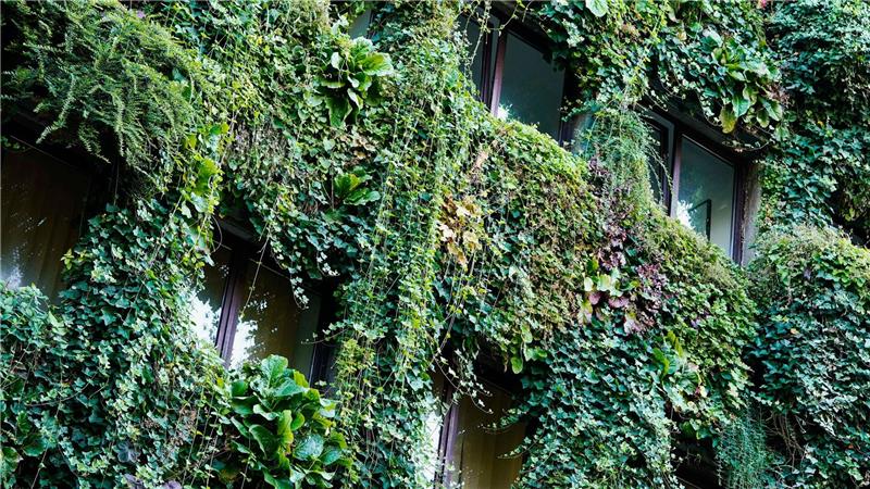 Stadt-Begrünung könnte Zahl der Hitzeopfer deutlich senken Begrünte Fassade an einem Haus in Mannheim. (Archivbild)