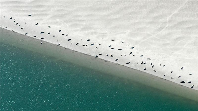 Bei Ebbe faulenzen viele Seehunde auf den Sandbänken. 