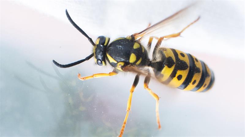 Bei Insekten im Auto rät die Polizei dazu, Ruhe zu bewahren und nicht nach den Tieren zu schlagen. (Symbolbild)