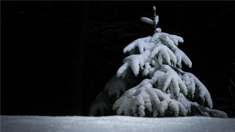 Ein zweites Leben für das Bäumchen Bei Mondlicht im Schnee entfaltet das Bäumchen einen besonderen Zauber.