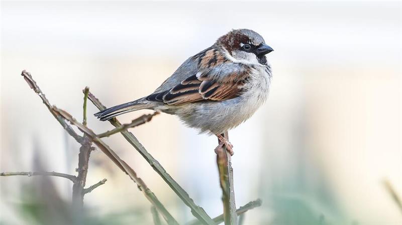 Auch Spatzen granteln im Alter Bei Spatzen lassen sich junge kaum von älteren unterscheiden, da die kleinen Vögel weder graue Feder noch Falten bekommen. (Archivbild)