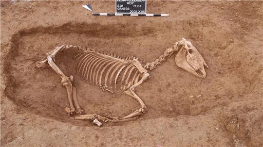 Bei Untersuchungen in Stuttgart wird ein römischer Pferdefriedhof entdeckt.
