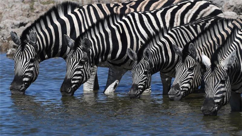 Bei Zebras sind Fellmuster einzigartig und so entschlüsselbar.