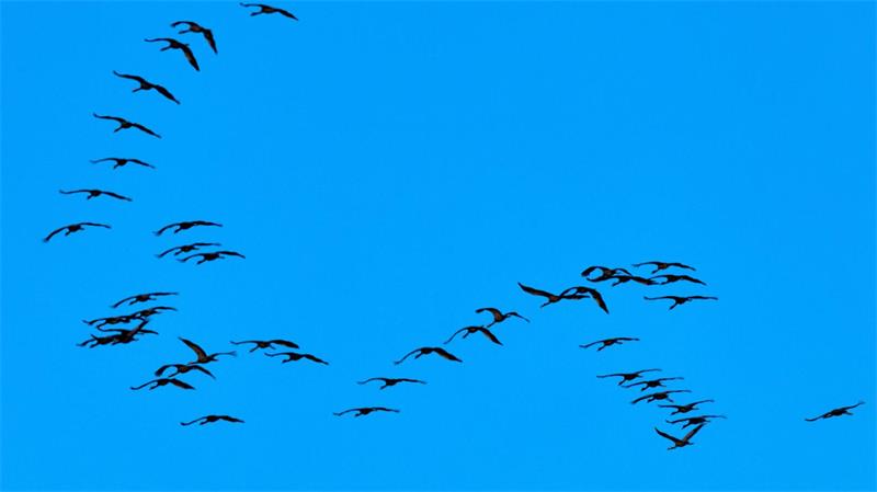 Warum sich eine Expertin Sorgen um die Kraniche macht Bei aktuellen Zählungen wurden etwa 32.000 der Großvögel gezählt – deutlich weniger als in den Vorjahren.