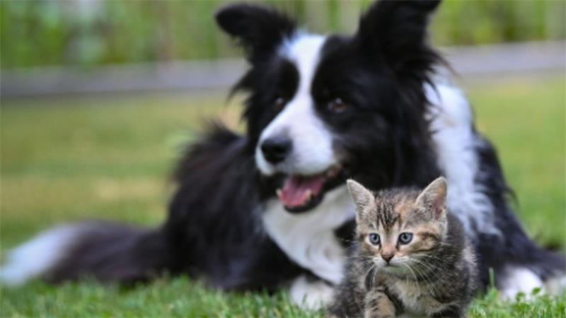 Ein sitzender schwarz-weißer Hund und eine kleine getigerte Katze auf grünem Gras im Freien.