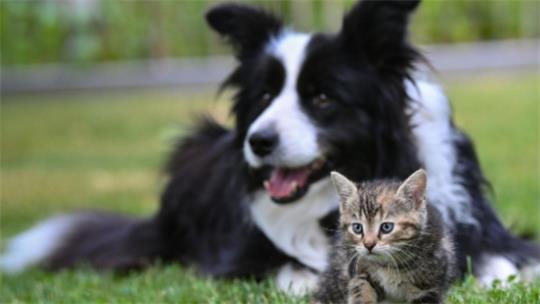 Ein sitzender schwarz-weißer Hund und eine kleine getigerte Katze auf grünem Gras im Freien.