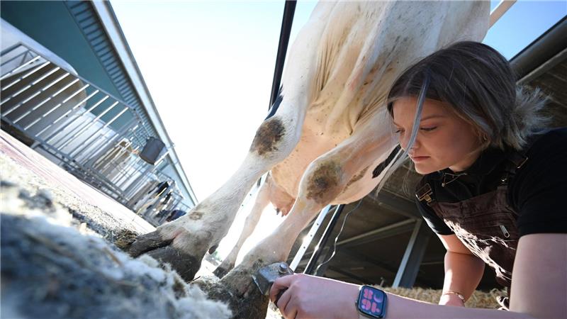 Bei dem Scheren der Kühe ist Feingefühl gefragt. 