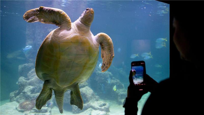 Bei den Aquariumsgästen zählt Meeresschildkröte Ernie schon zu den Besucherlieblingen. 