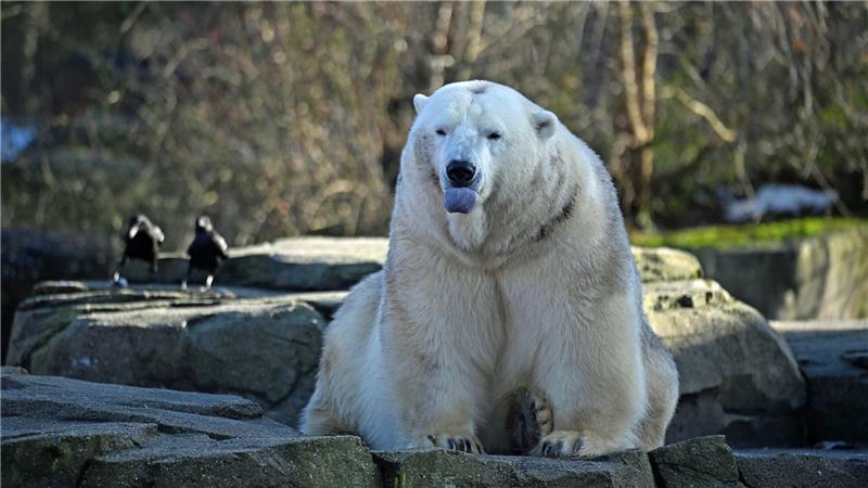 Bei den Eisbären fällt das Zählen leicht: Drei leben im Zoo Hannover.