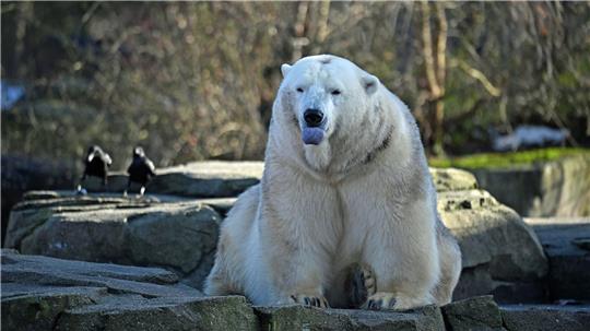 Bei den Eisbären fällt das Zählen leicht: Drei leben im Zoo Hannover.