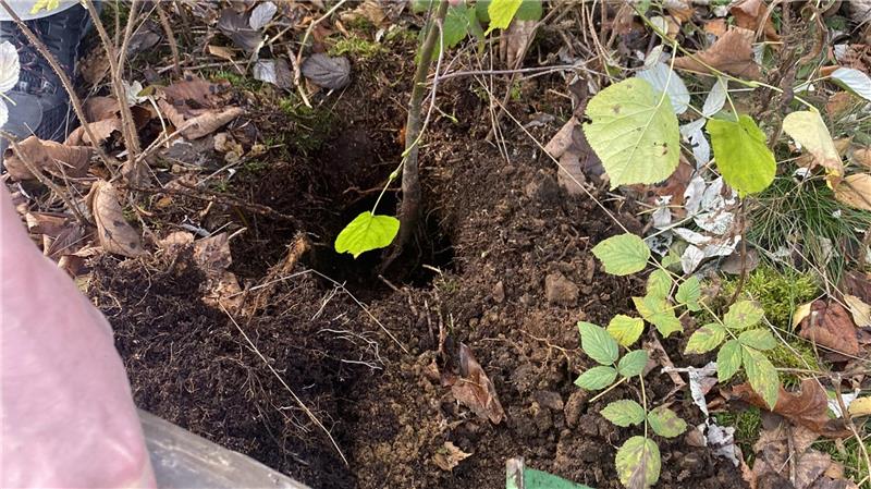Hahnenklee lädt zu den Harzer Klimatagen Bei den Harzer Klimatagen werden neue Bäume gepflanzt.