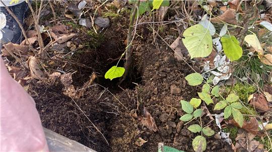 Bei den Harzer Klimatagen werden neue Bäume gepflanzt.