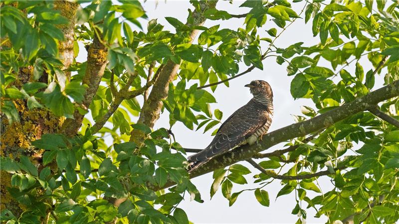 Naturklänge aus heimischen Wäldern wirken besonders erholsam Bei den Kuckucken hört man in der Regel nur die Männchen rufen. (Symbolbild)