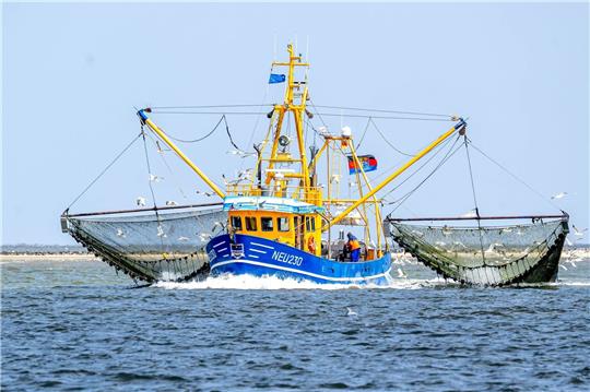 Bei den Nordseekrabben ist der Verkauf in den vergangenen beiden Jahren um 40 Prozent eingebrochen.