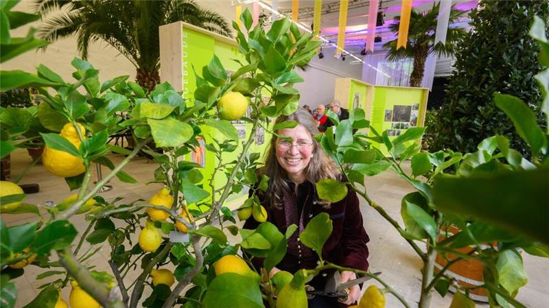 350. Geburtstag - Großer Garten startet ins Jubiläumsjahr Bei den Veranstaltungen zum 350. Geburtstag der Großen Gartens in Hannover spielen Zitrusfrüchte eine große Rolle.