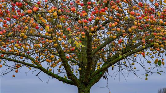 Bei den norddeutschen Obstbautagen werden Innovationen vorgestellt. 