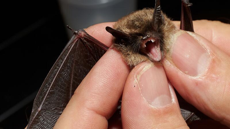 Bei der „Batnight“ am 24. August dreht sich alles um die Fledermaus. (Archivbild)