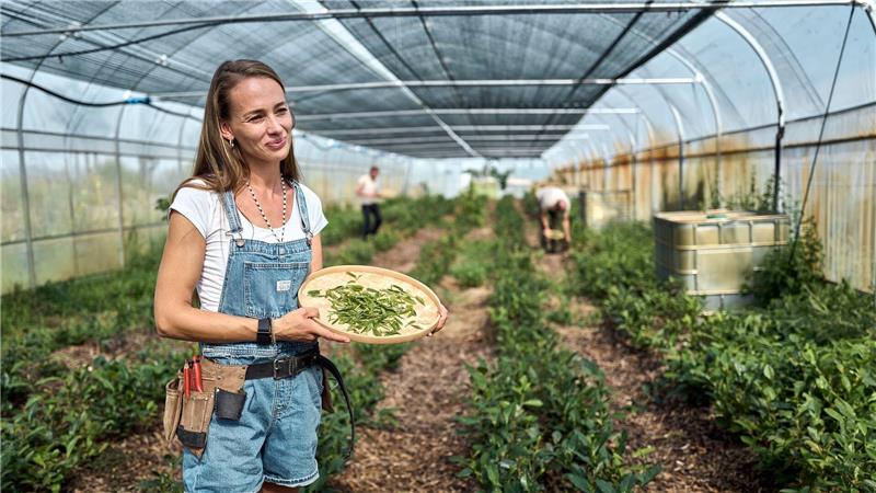 Bei der Ernte ist Handarbeit gefragt.