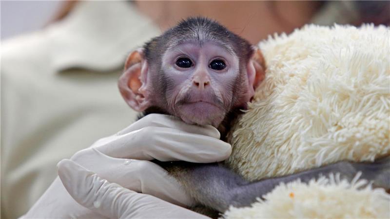 Bei der Geburt vor knapp zwei Monaten wog das Äffchen bloß 443 Gramm.